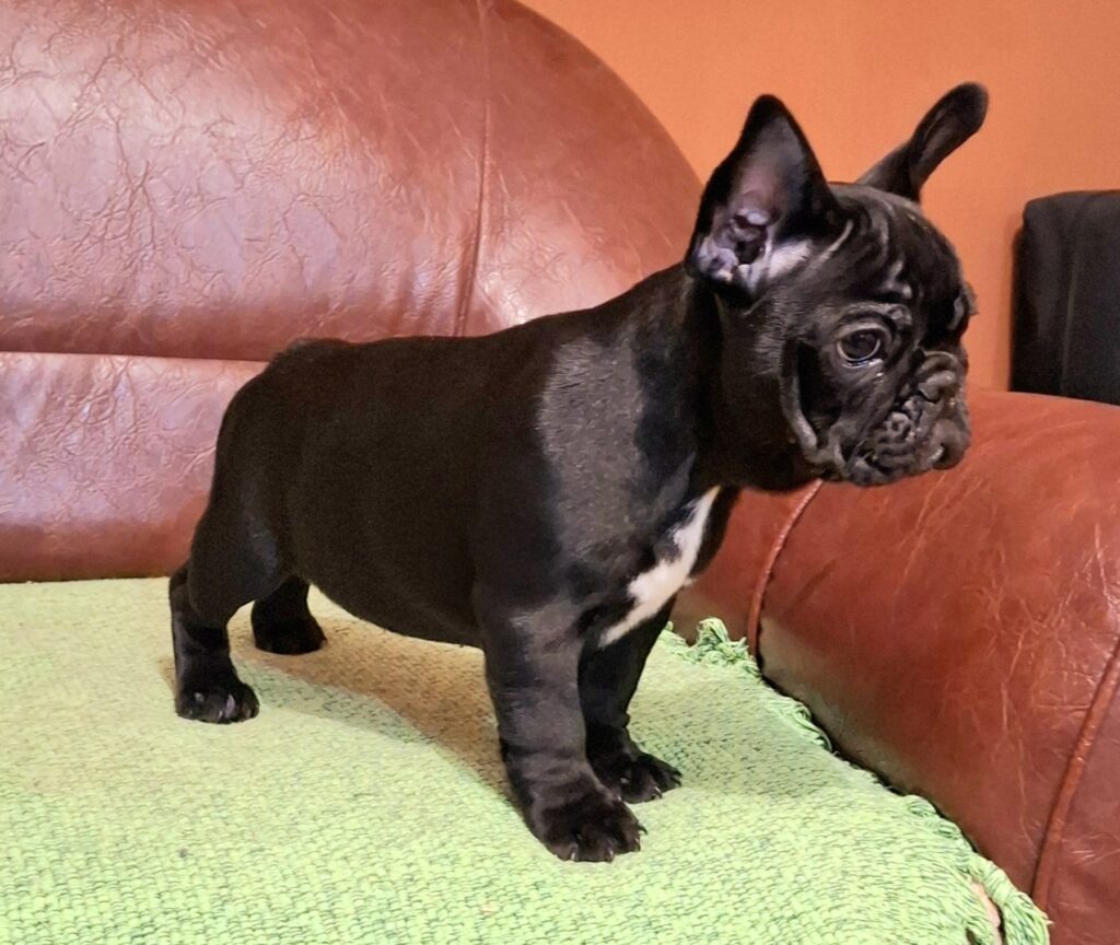 Francuski Buldog PRELEPI štenci