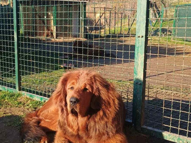 Prodajem dve ženke Tibetanskog mastifa stare 10 meseci