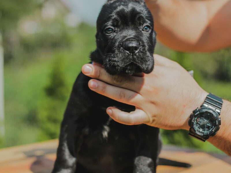 Cane Corso prelepi stenci na prodaju