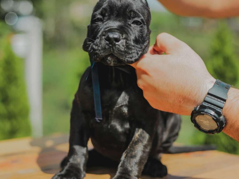 Cane Corso prelepi stenci na prodaju