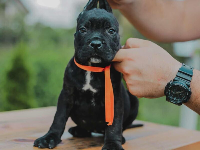 Cane Corso prelepi stenci na prodaju