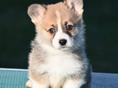 Velski korgi/Welsh Corgi Pembroke