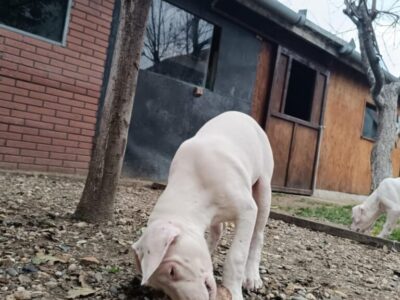 Dogo Argentino štenci