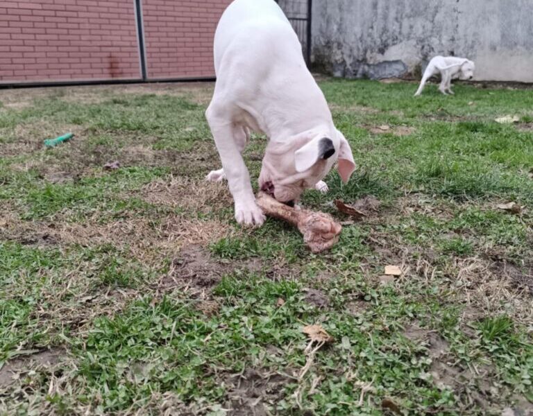 Dogo Argentino štenci