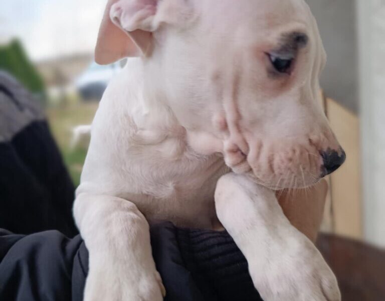 Dogo Argentino štenci