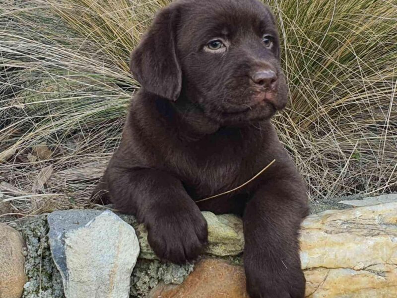 Labrador retriver čokoladni štenci na prodaju