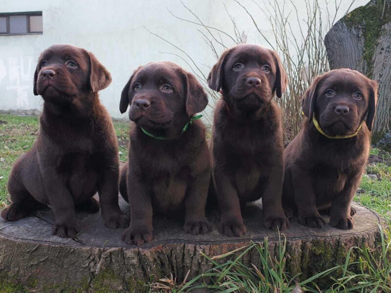 Labrador retriver čokoladni štenci na prodaju