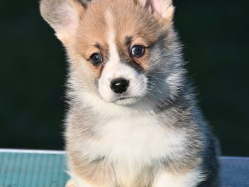 Velski korgi/Welsh Corgi Pembroke