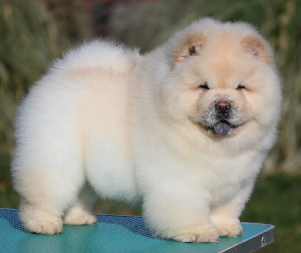 Chow Chow Cau Cau Čau Čau