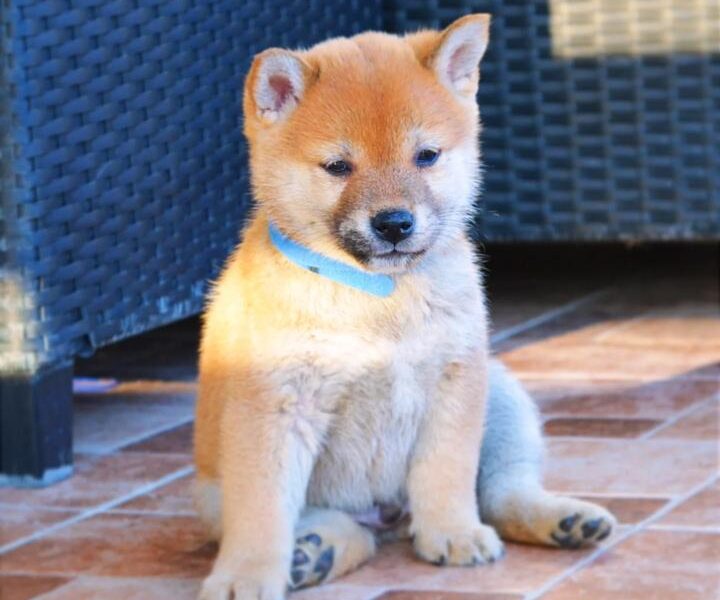 Shiba Inu štenci