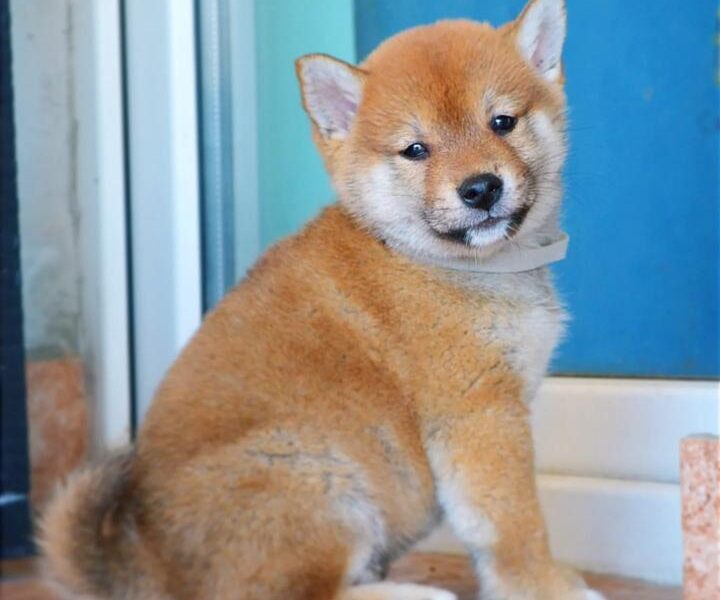 Shiba Inu štenci