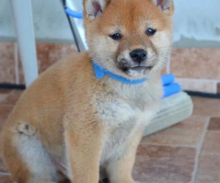 Shiba Inu štenci