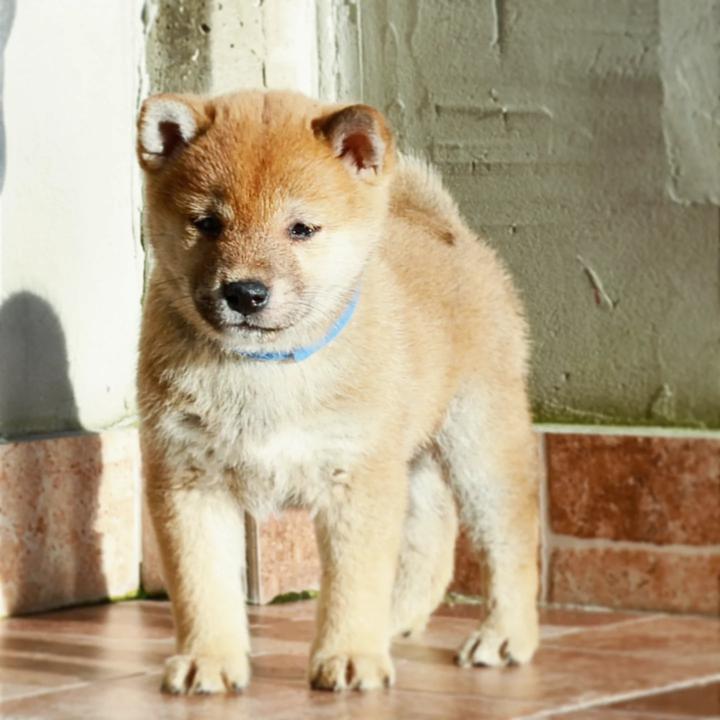 Shiba Inu štenci