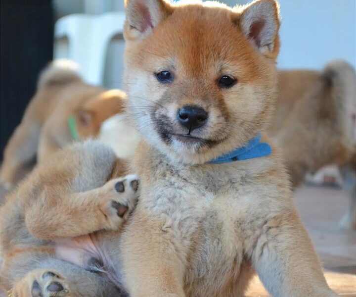 Shiba Inu štenci