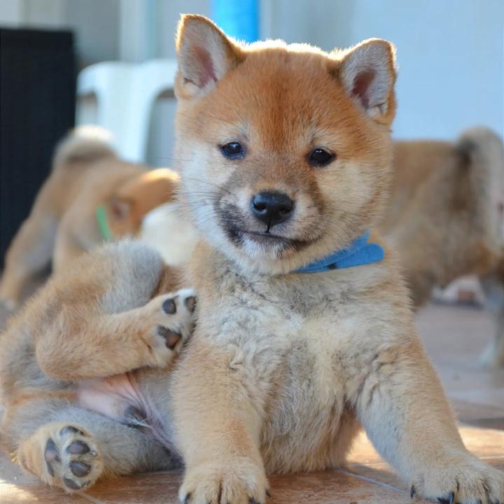 Shiba Inu štenci