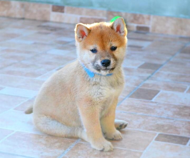 Shiba Inu štenci