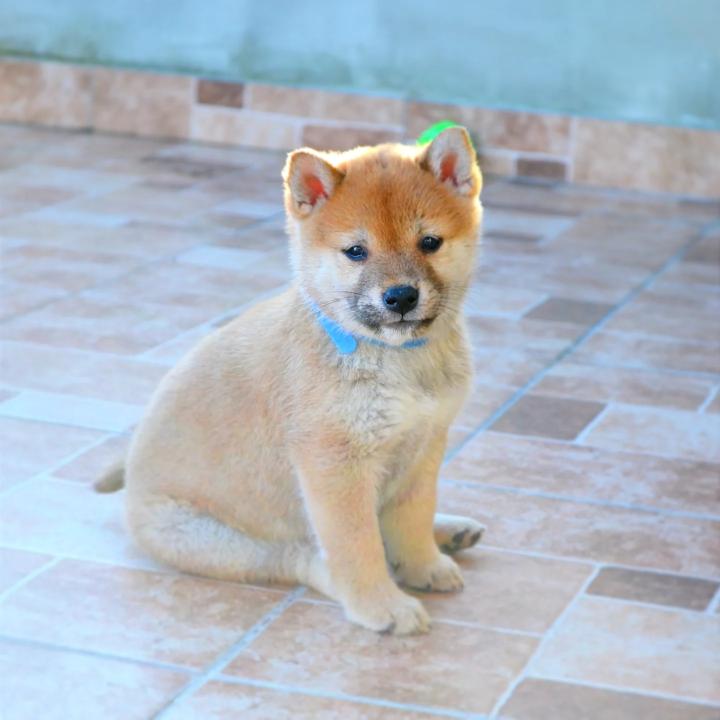 Shiba Inu štenci