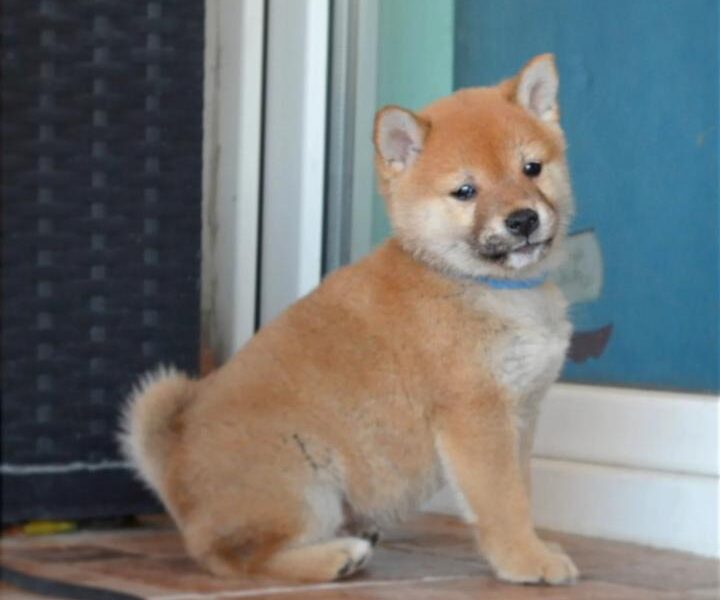 Shiba Inu štenci