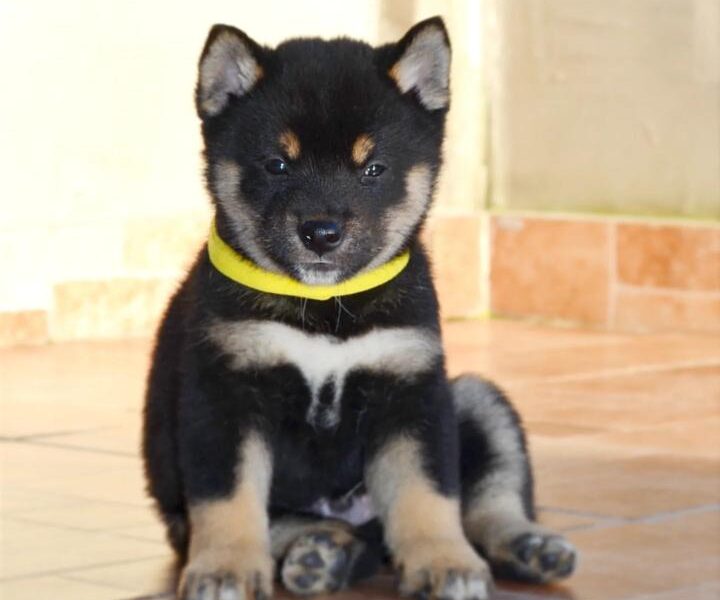 Shiba Inu štenci