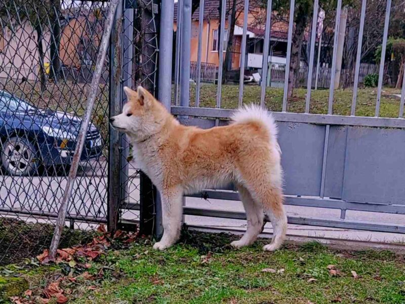 Japanska Akita štenci na prodaju