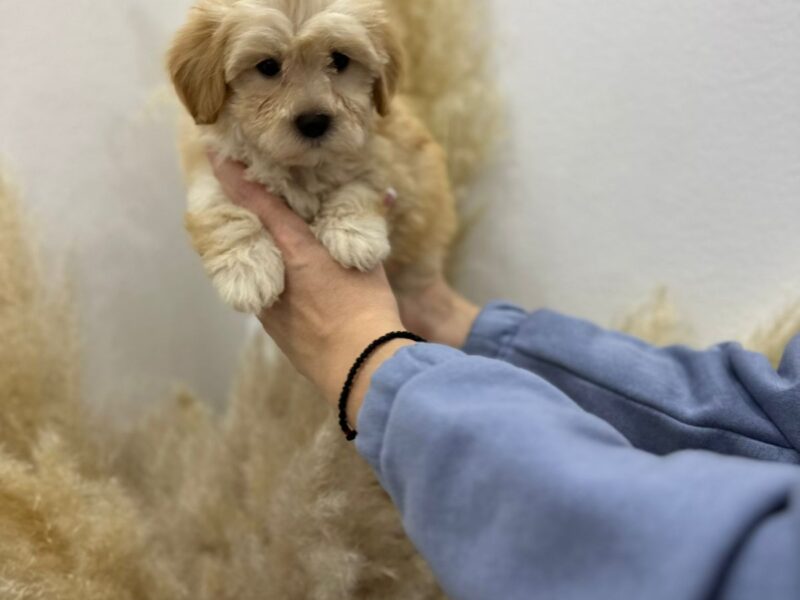 Maltipoo vrhunske genetike na prodaju