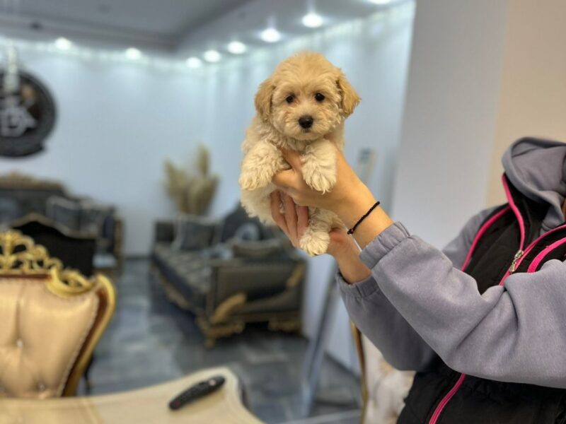 Maltipoo vrhunske genetike na prodaju