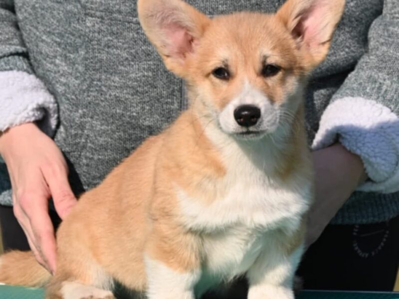 Velski korgi/Welsh Corgi Pembroke