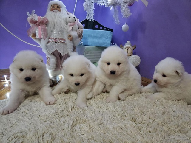 Samojed