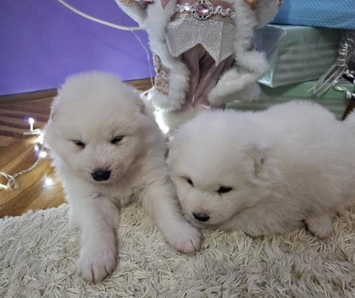 Samojed