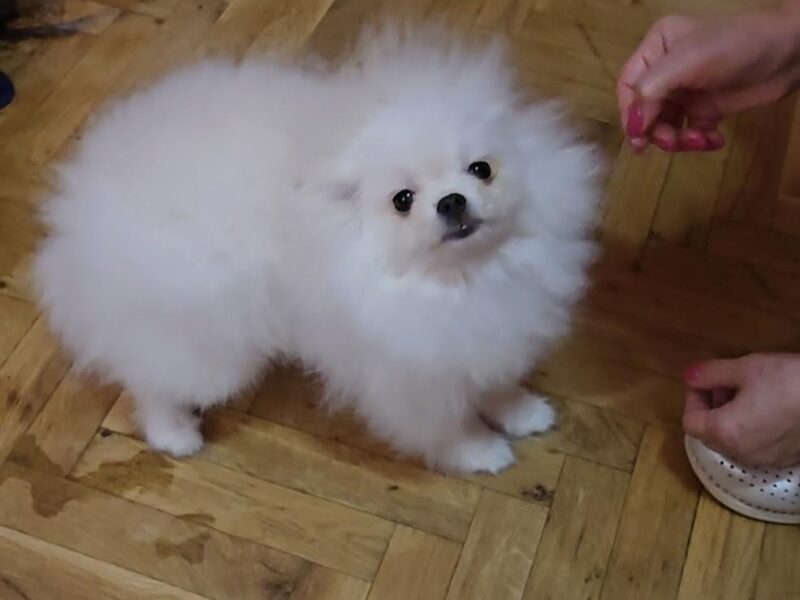 Čistokrvni Boo štenci Pomeranca