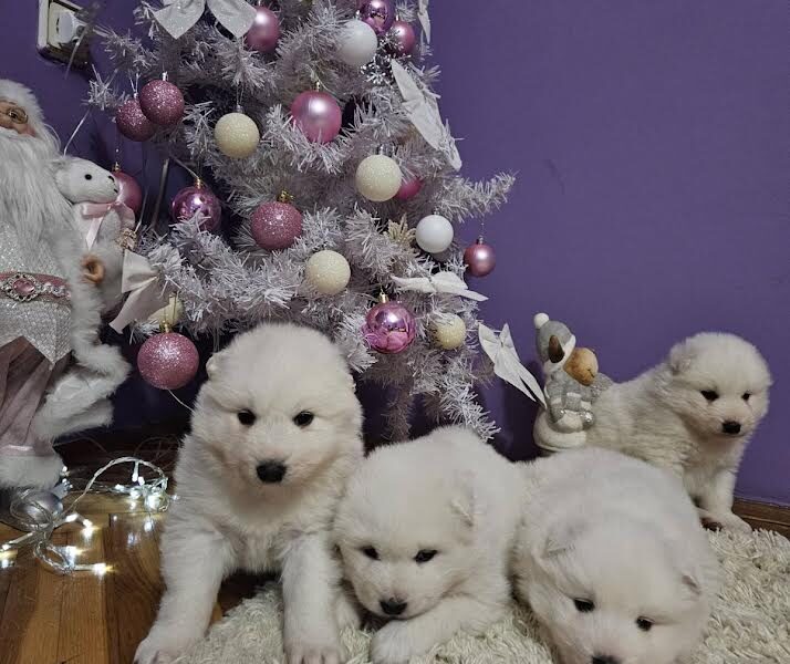 Samojed