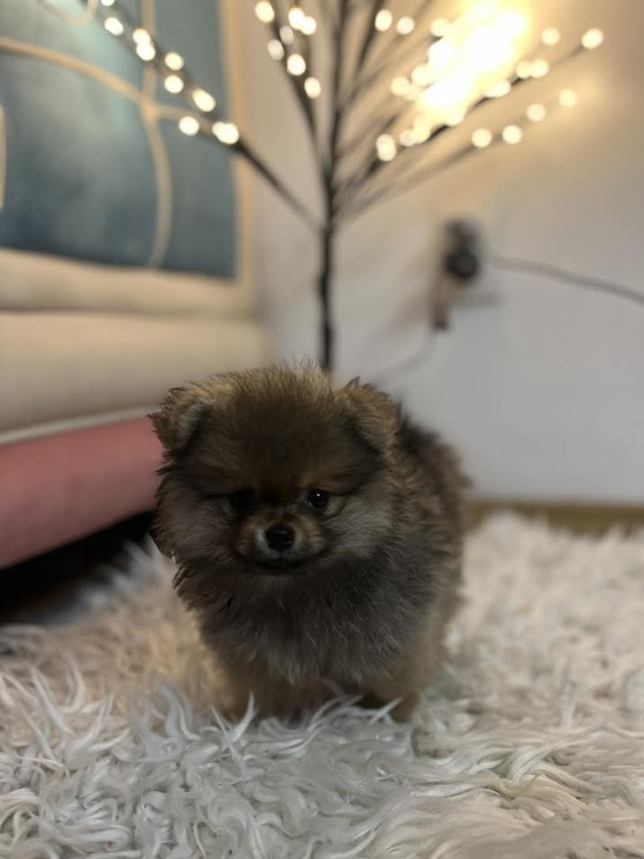 Pomeranac, minijaturni stenci