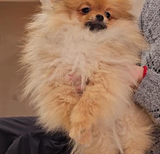 Čistokrvni Boo štenci Pomeranca
