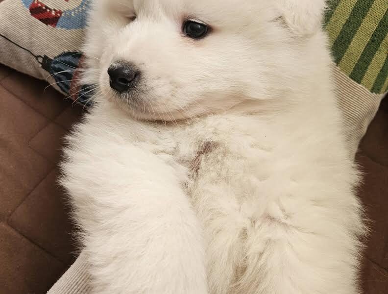 Samojed