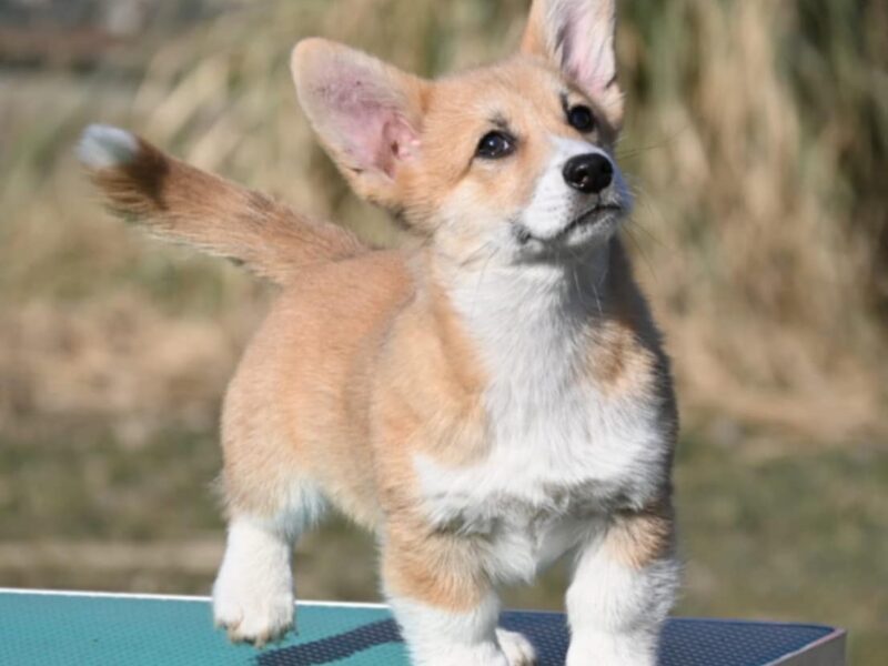 Velski korgi/Welsh Corgi Pembroke