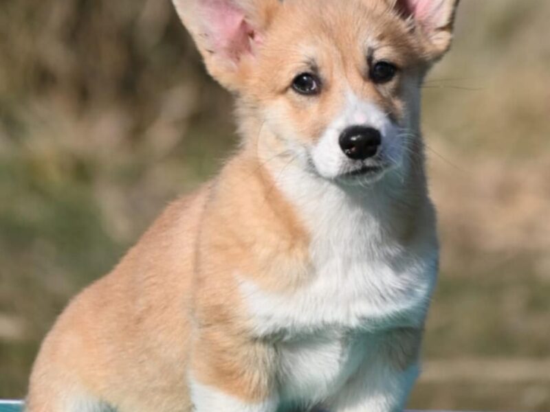 Velski korgi/Welsh Corgi Pembroke