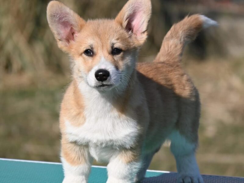 Velski korgi/Welsh Corgi Pembroke