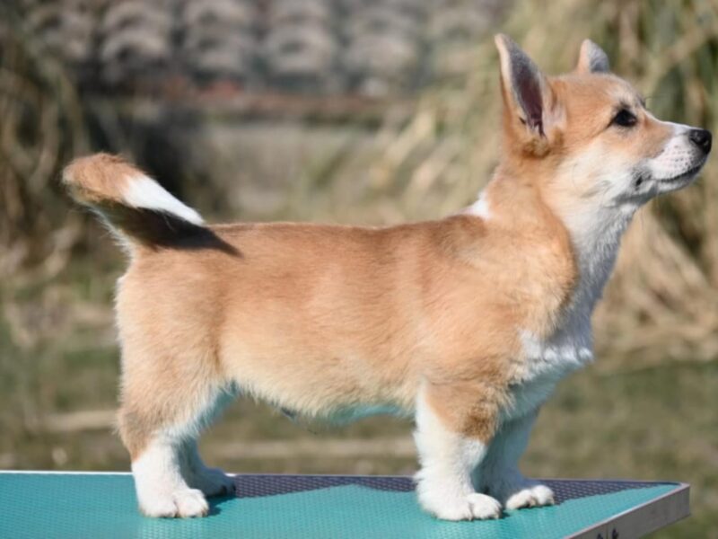 Velski korgi/Welsh Corgi Pembroke