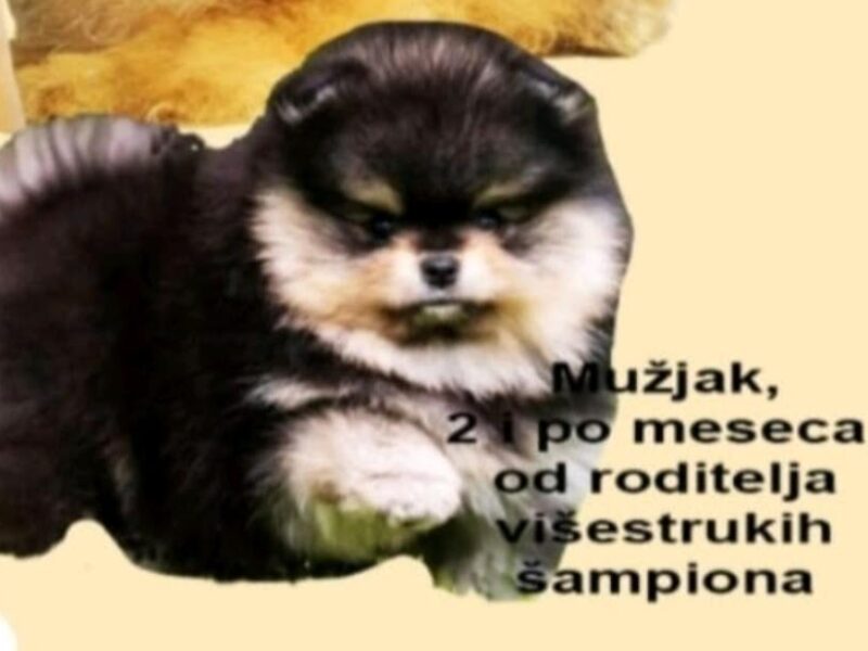 Čistokrvni Boo štenci Pomeranca