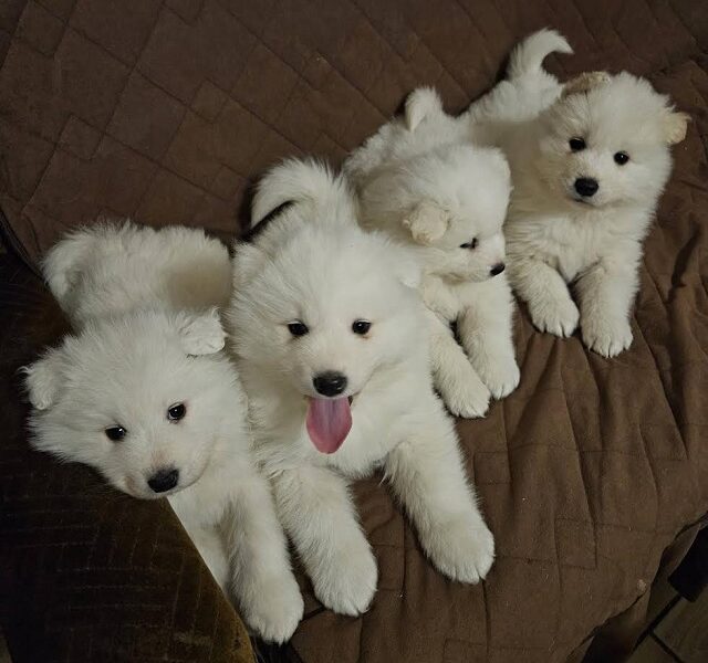 Samojed