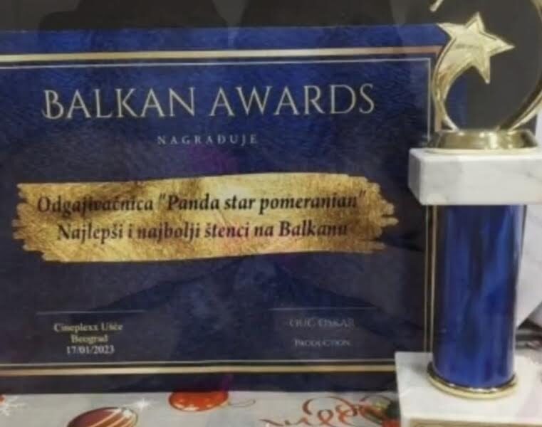 Čistokrvni Boo štenci Pomeranca