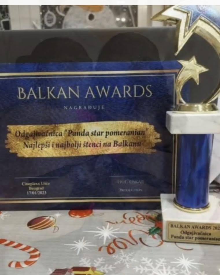 Čistokrvni Boo štenci Pomeranca