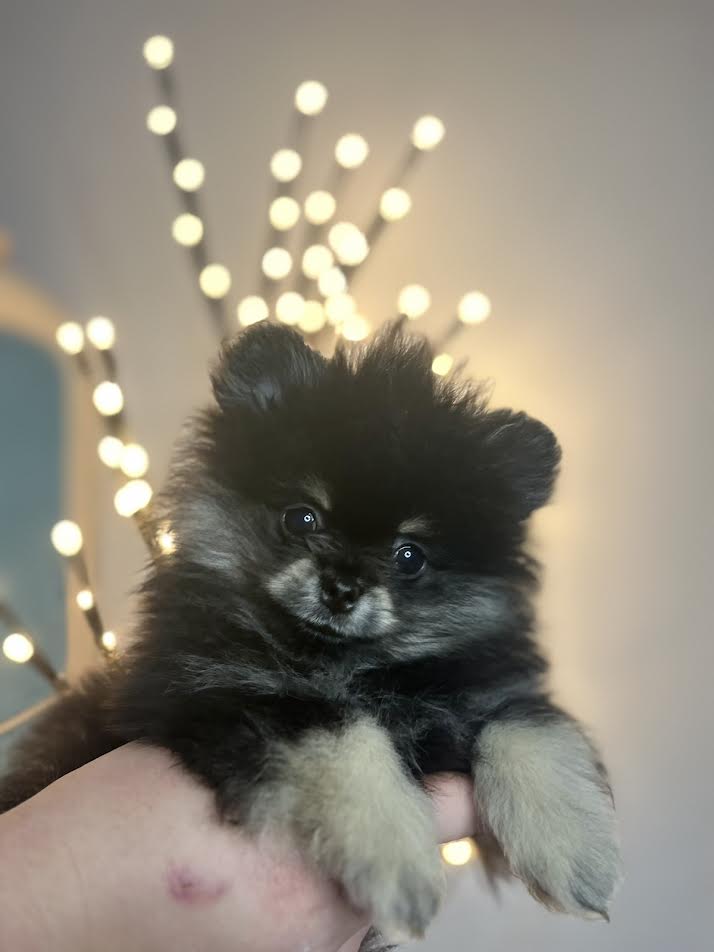 Pomeranac, minijaturni stenci