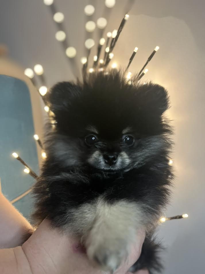 Pomeranac, minijaturni stenci