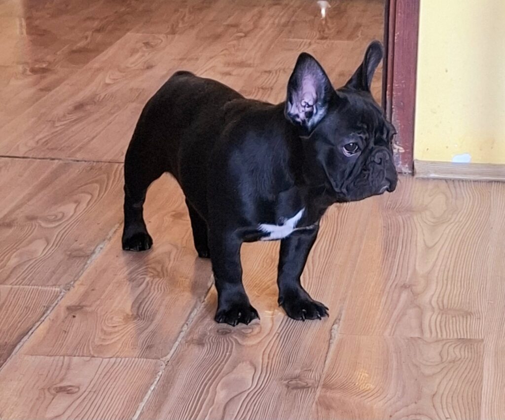 Francuski Buldog PRELEPI štenci