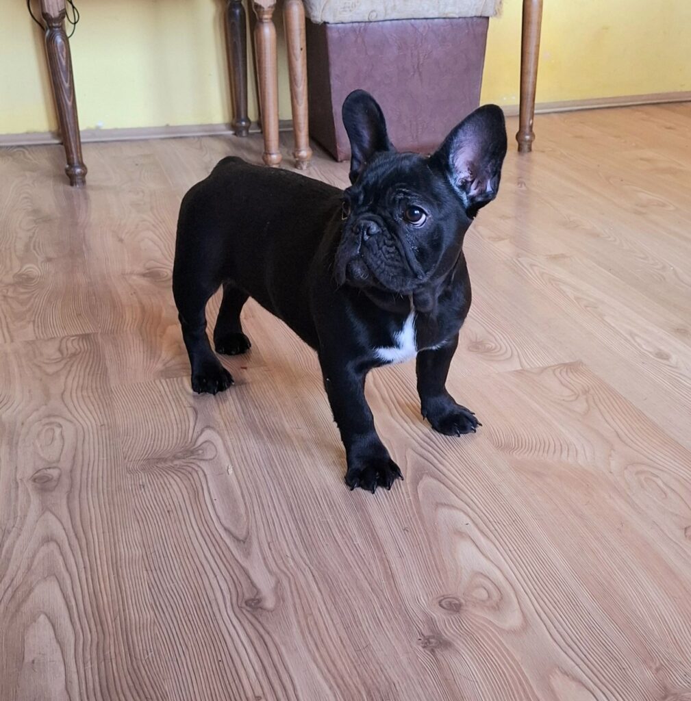 Francuski Buldog PRELEPI štenci