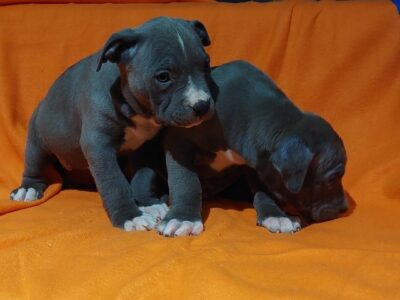 American bully XL