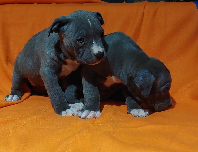 American bully XL