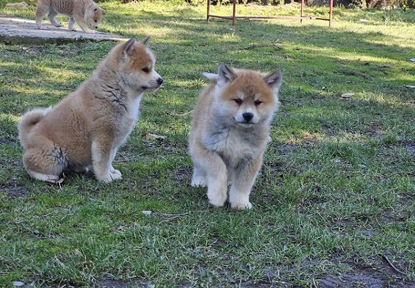 Japanska Akita