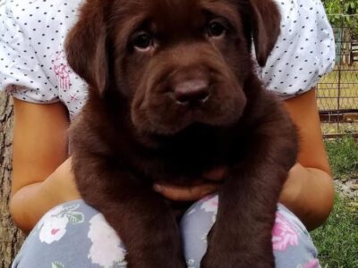 Labrador retriver, čokoladni štenci